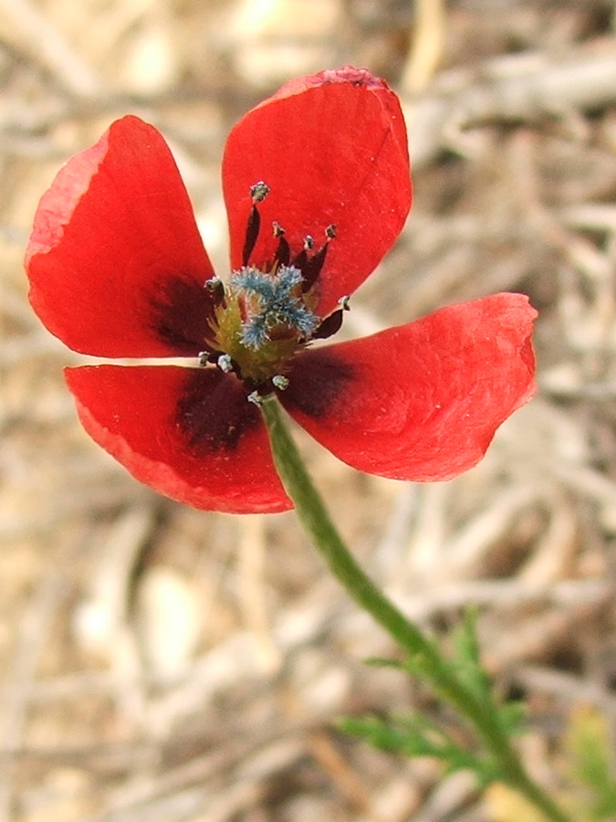 Image of Papaver minus specimen.