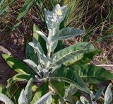 Verbascum gnaphalodes