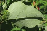 Arctium lappa