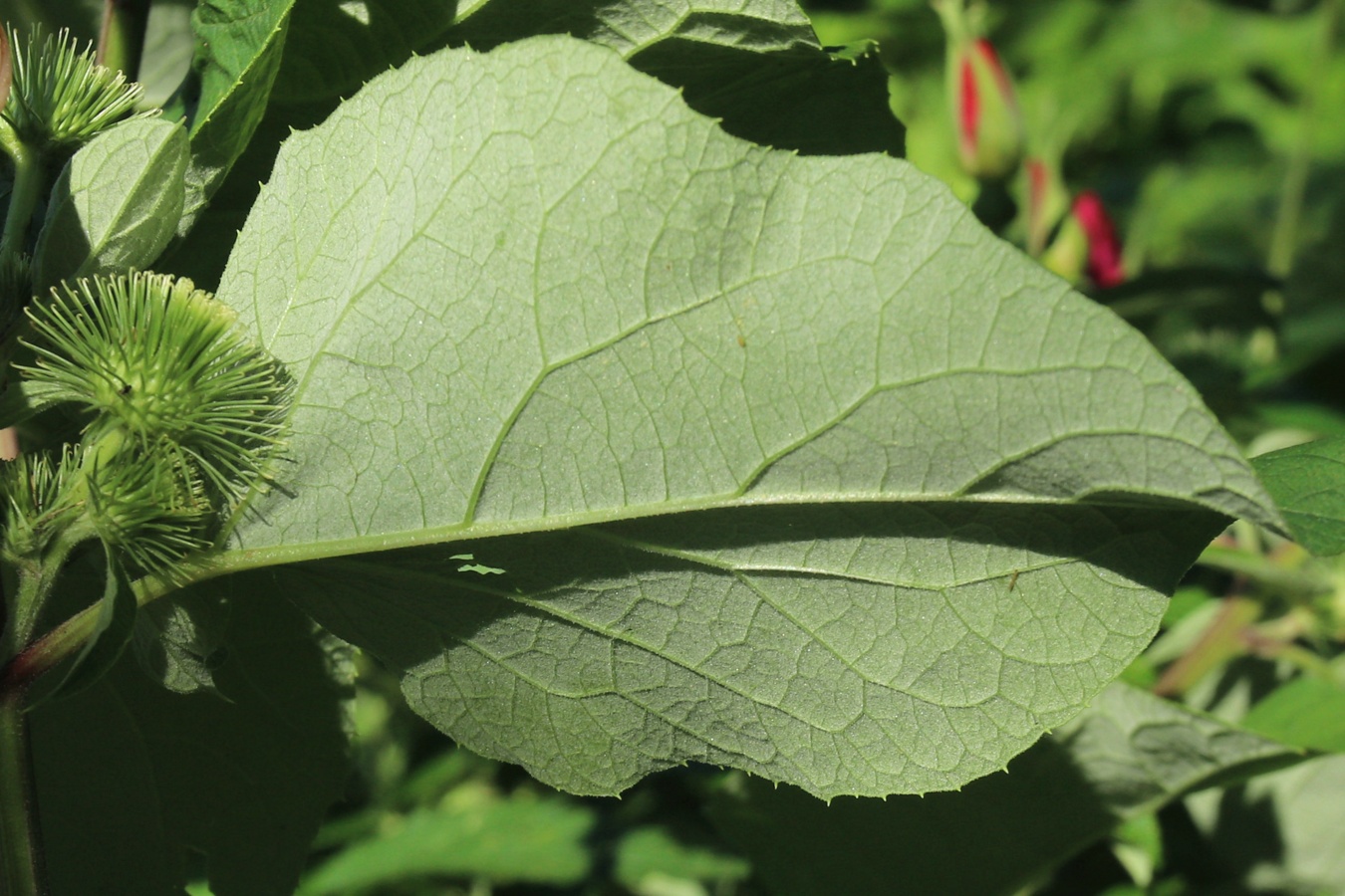 Image of Arctium lappa specimen.