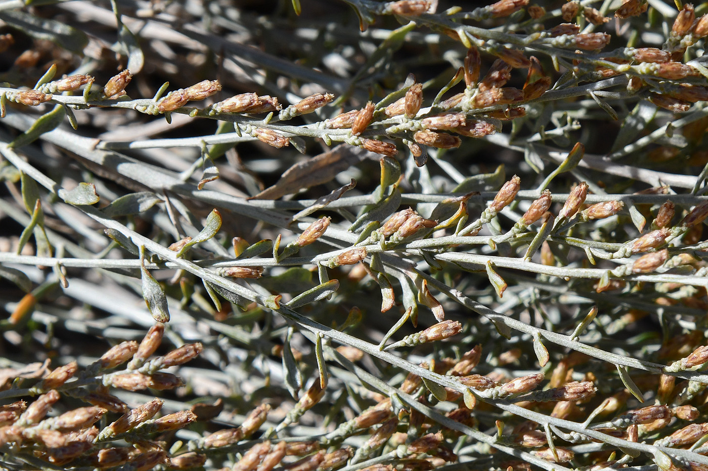 Изображение особи Artemisia juncea.