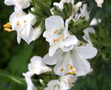 Polemonium caeruleum. Цветки (гипохромная форма). Коми, г. Сыктывкар, территория Дырносский, дачный участок. 26.06.2021.