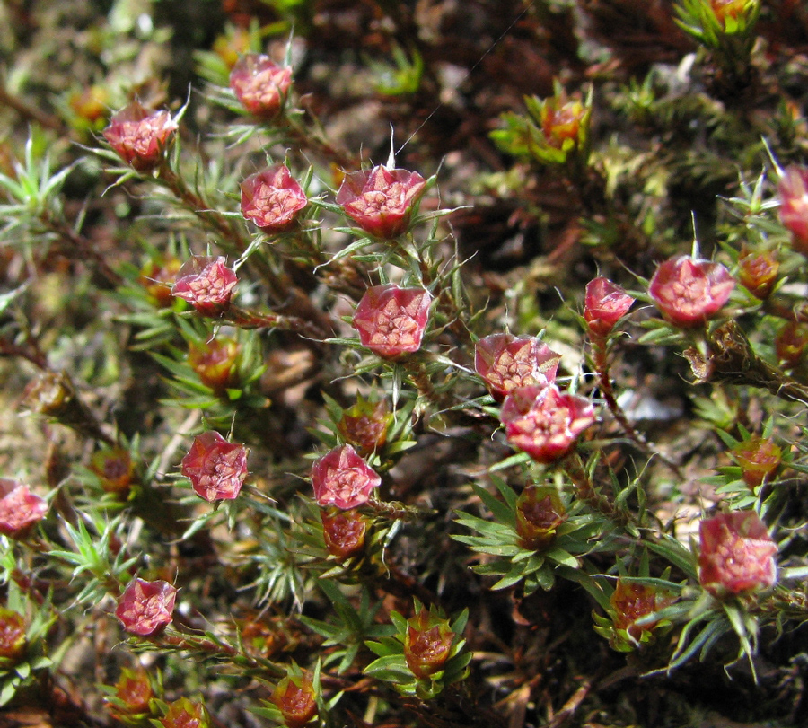Изображение особи Polytrichum piliferum.