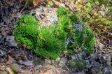 Selaginella tamariscina