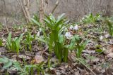 Galanthus woronowii