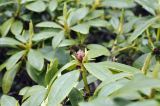 Смотреть изображение Rhododendron aureum