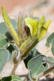 Смотреть изображение род Astragalus