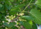 Смотреть изображение Morus alba