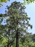 View full-size image Cunninghamia lanceolata