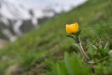 View full-size image Pulsatilla aurea