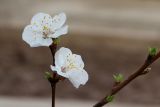 View full-size image Armeniaca vulgaris