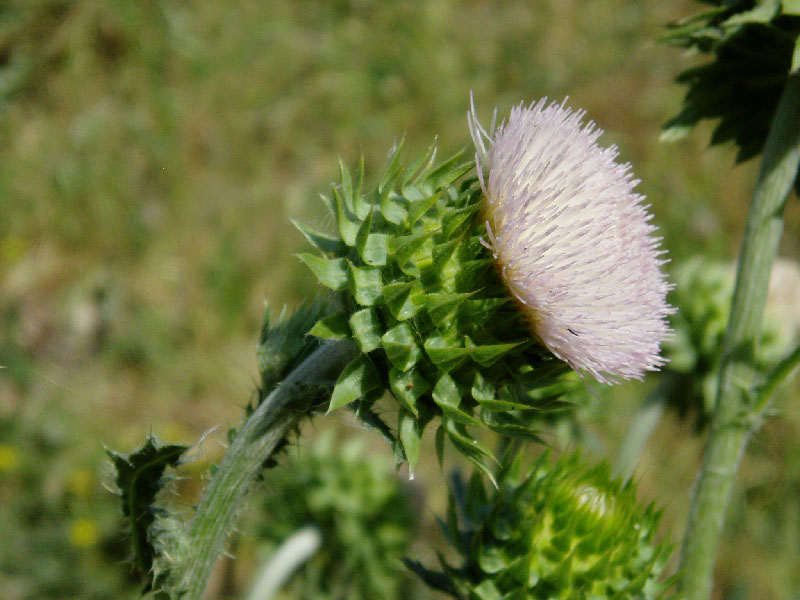 Image of Carduus coloratus specimen.