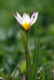 Tulipa biebersteiniana var. tricolor