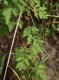 View full-size image Pyrethrum parthenifolium