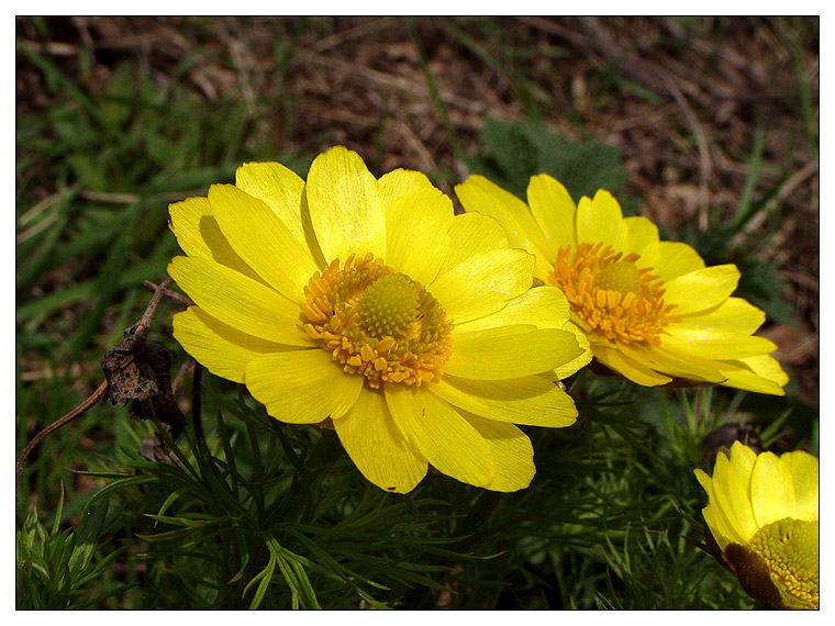 Image of Adonis vernalis specimen.