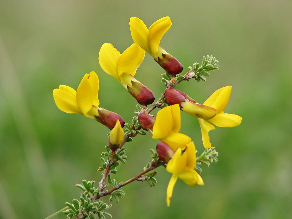 Image of Caragana scythica specimen.