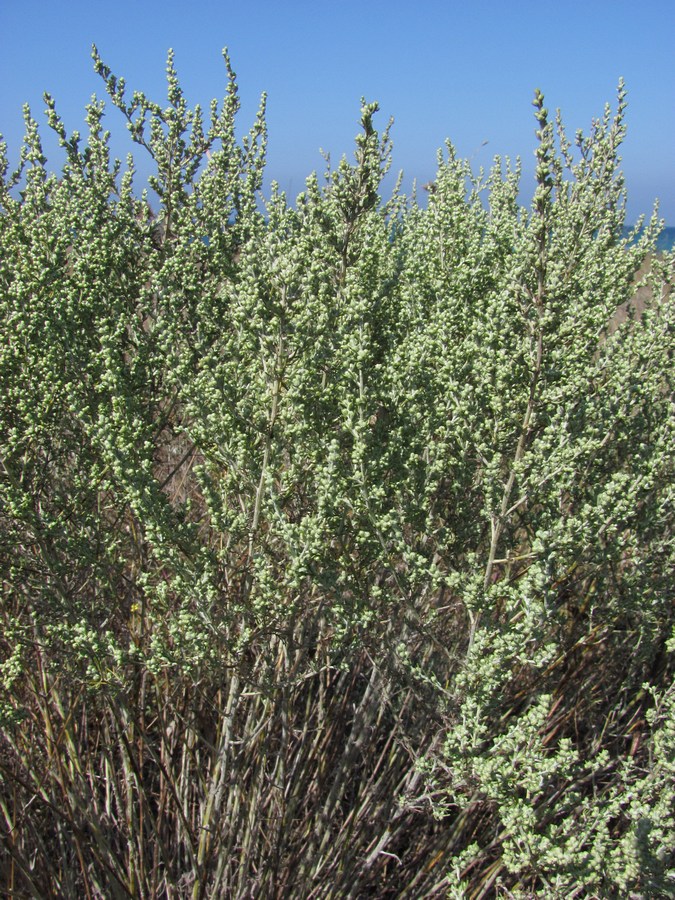 Image of Artemisia taurica specimen.