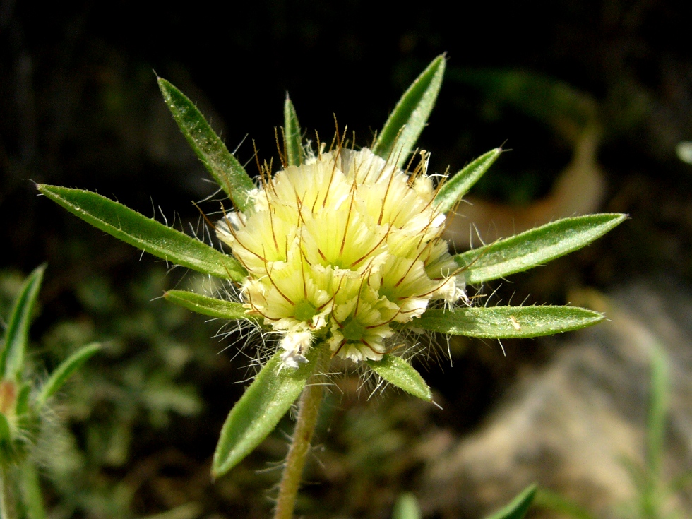 Изображение особи Lomelosia rotata.