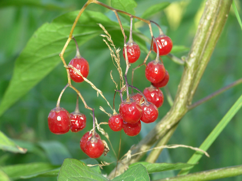 Image of Solanum dulcamara specimen.