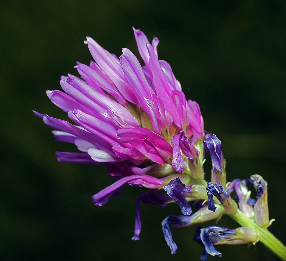 Изображение особи Astragalus onobrychis.