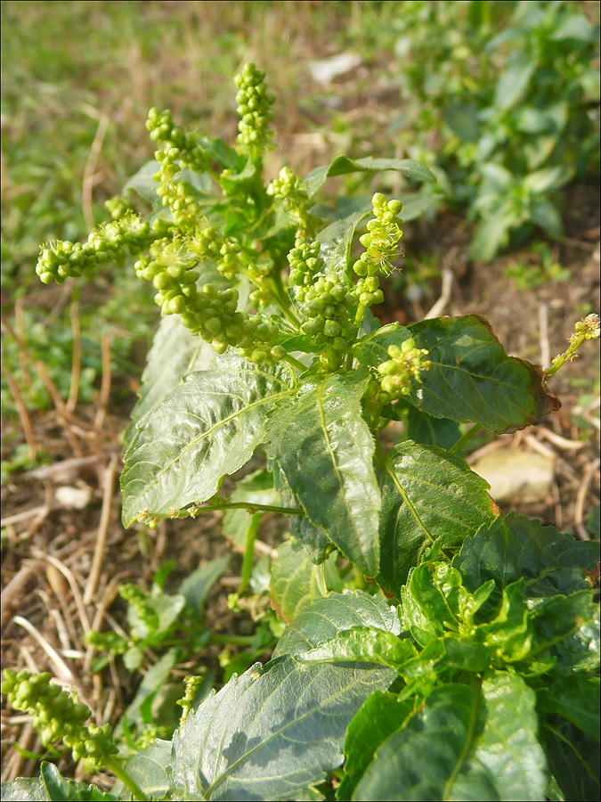 Image of Mercurialis annua specimen.