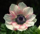 Anemone coronaria