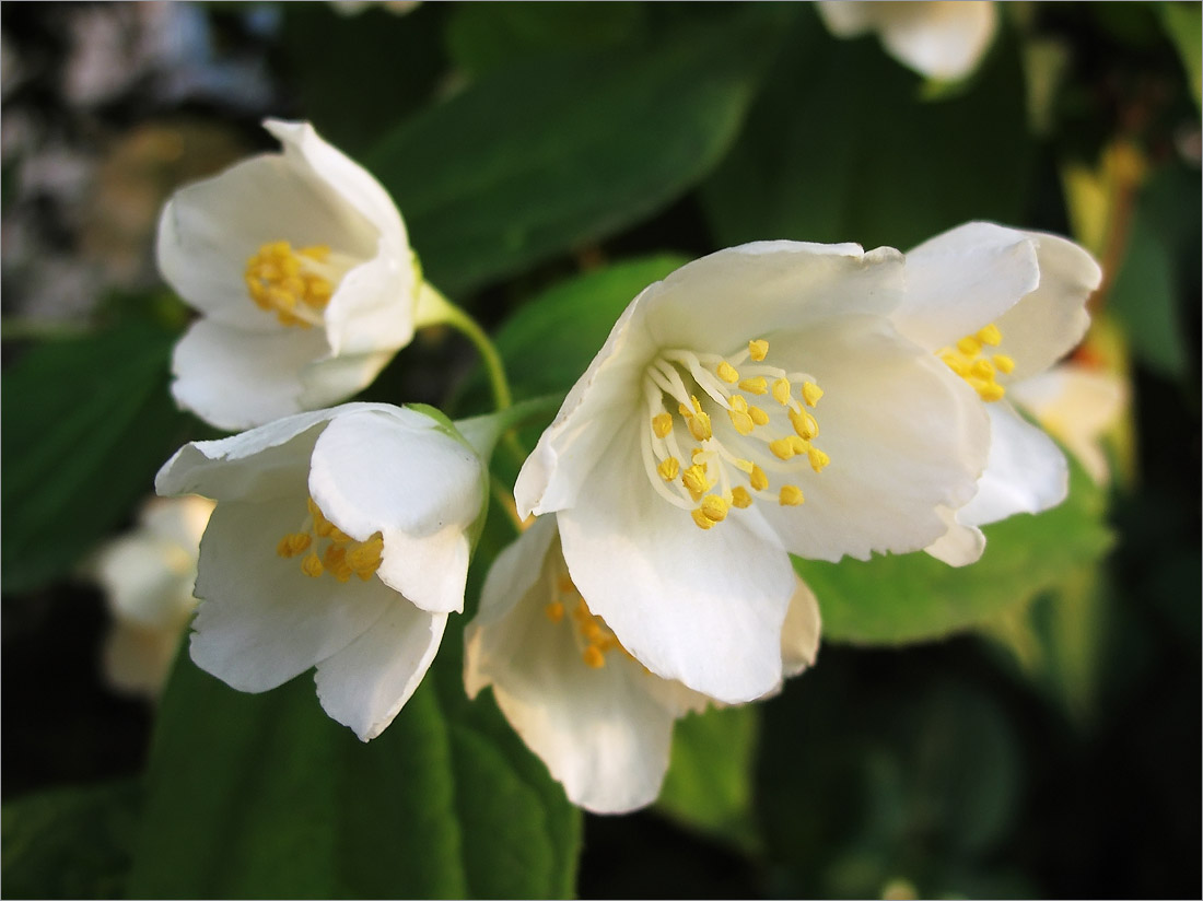 Image of Philadelphus coronarius specimen.