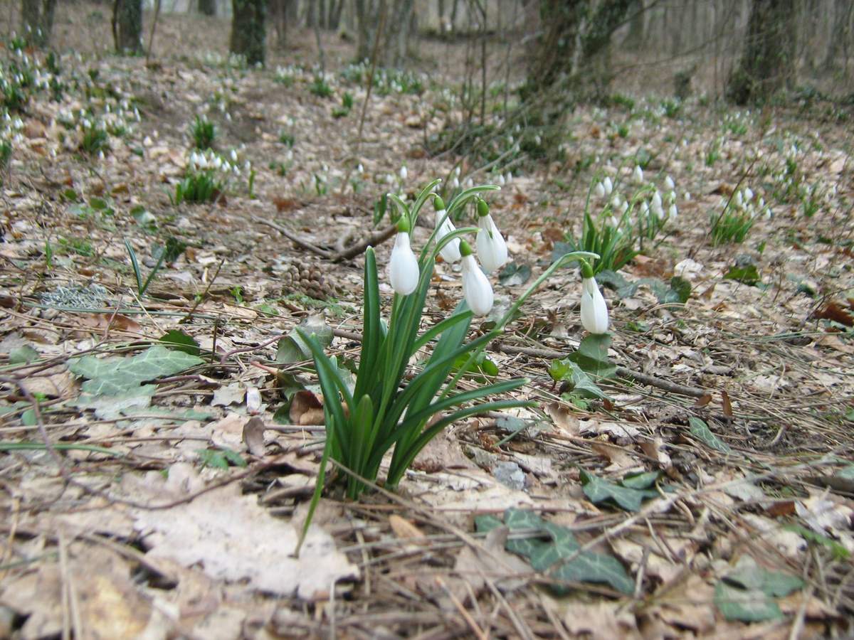 Image of Galanthus plicatus specimen.