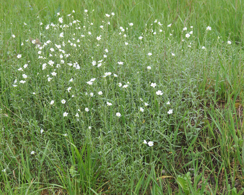 Image of Cerastium arvense specimen.