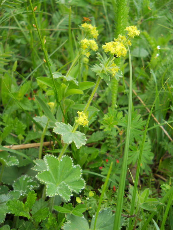 Изображение особи род Alchemilla.