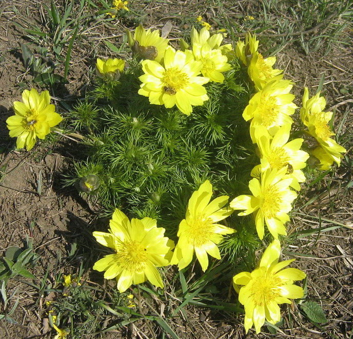 Изображение особи Adonis vernalis.