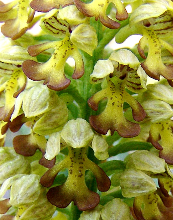 Image of Orchis punctulata specimen.