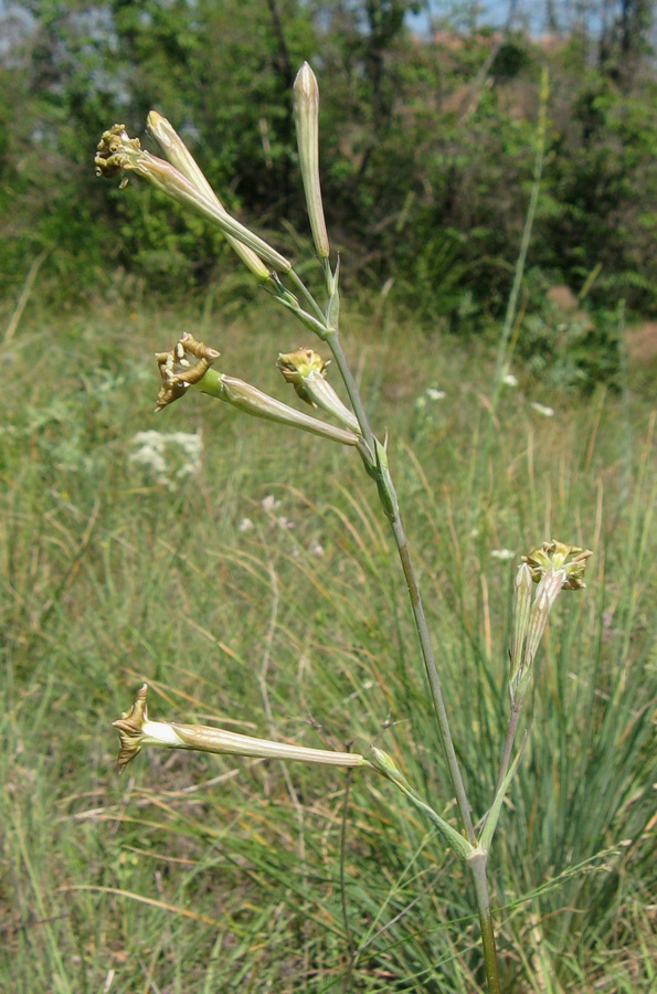 Image of Silene bupleuroides specimen.