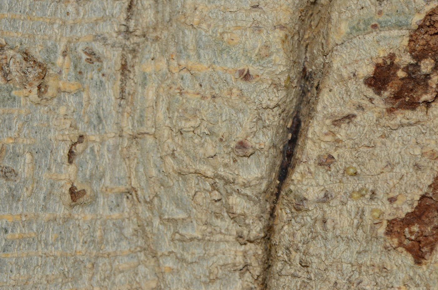 Image of Ficus benghalensis specimen.