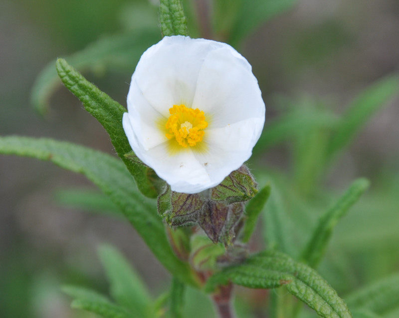 Image of Cistus monspeliensis specimen.