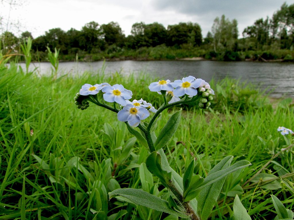 Image of Myosotis palustris specimen.