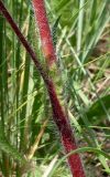 Potentilla recta