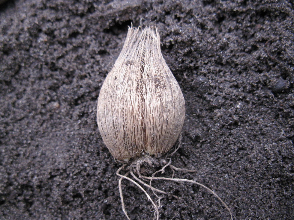 Image of Iridodictyum reticulatum specimen.