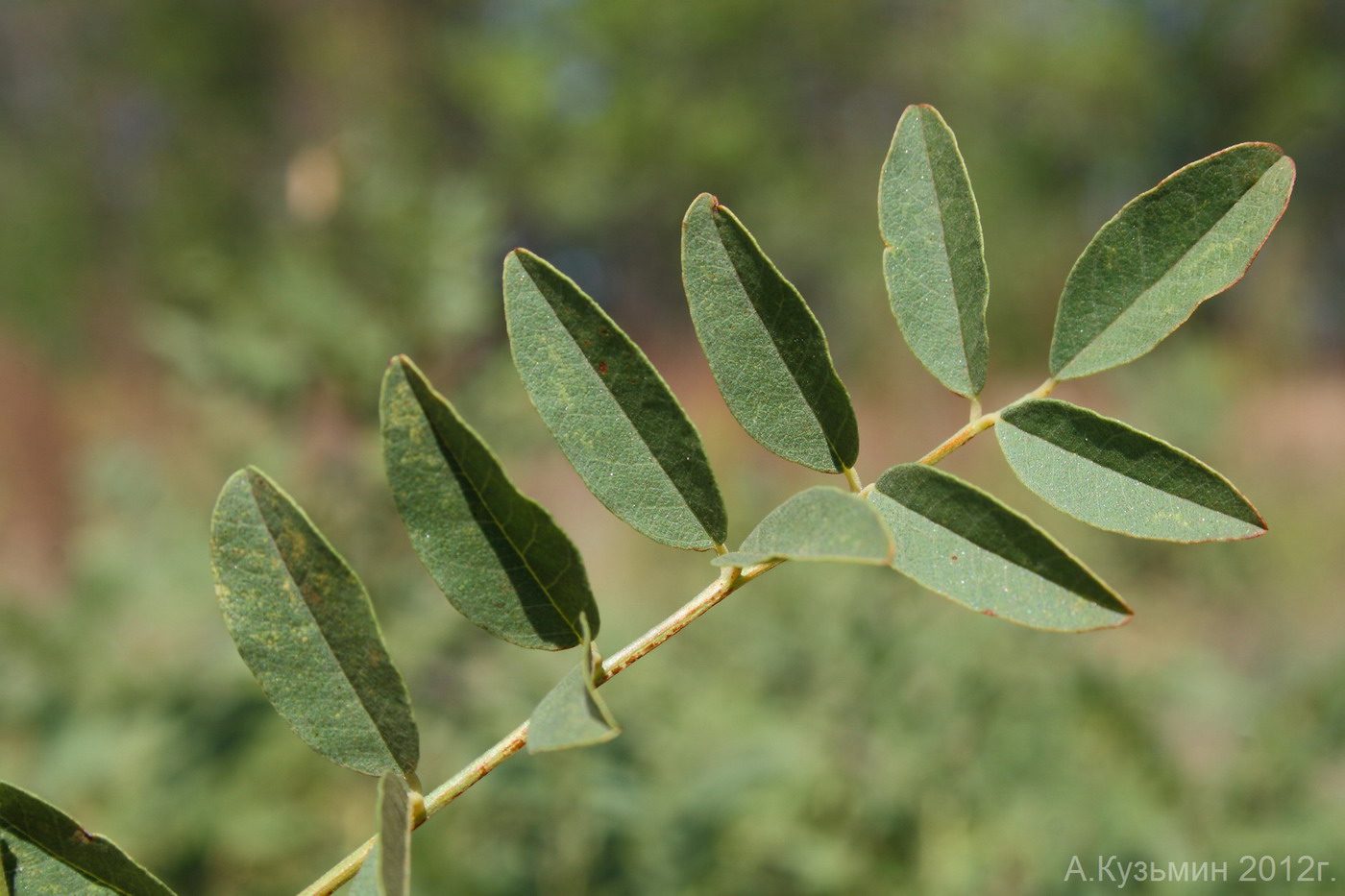 Изображение особи Glycyrrhiza glabra.