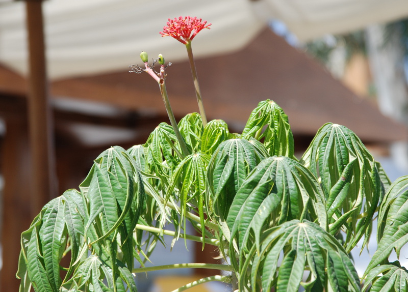 Изображение особи Jatropha multifida.