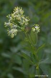 Thalictrum flavum