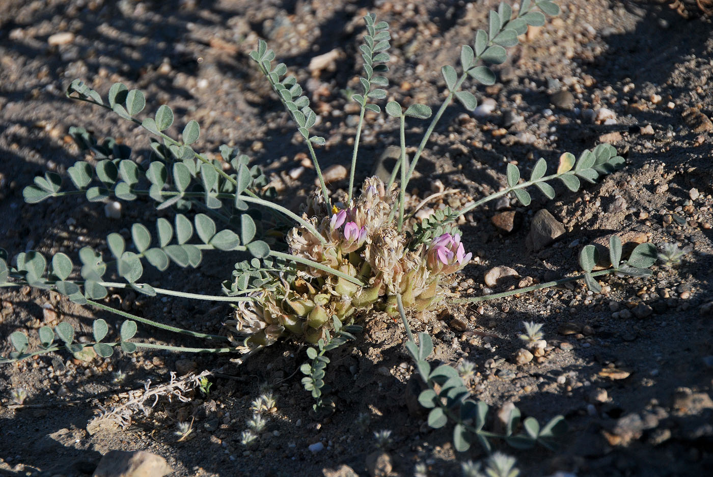 Image of Astragalus glomeratus specimen.