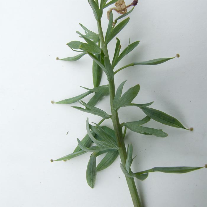 Image of Corydalis tarkiensis specimen.