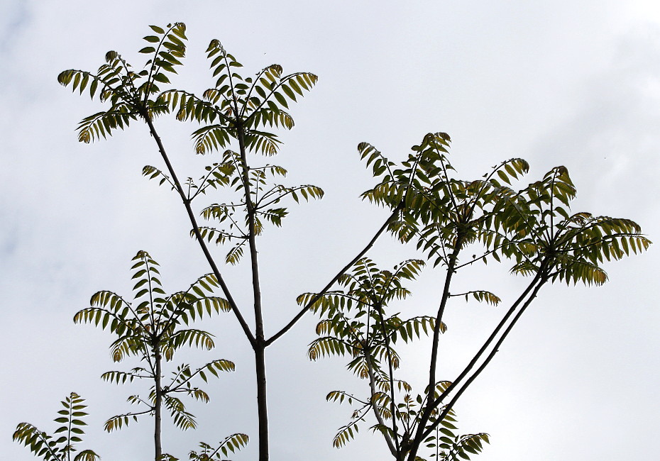 Изображение особи Toona sinensis.