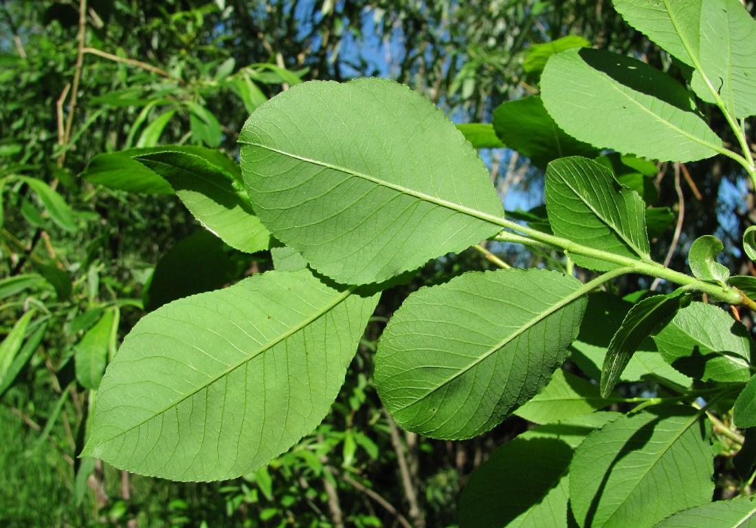 Изображение особи Salix jenisseensis.