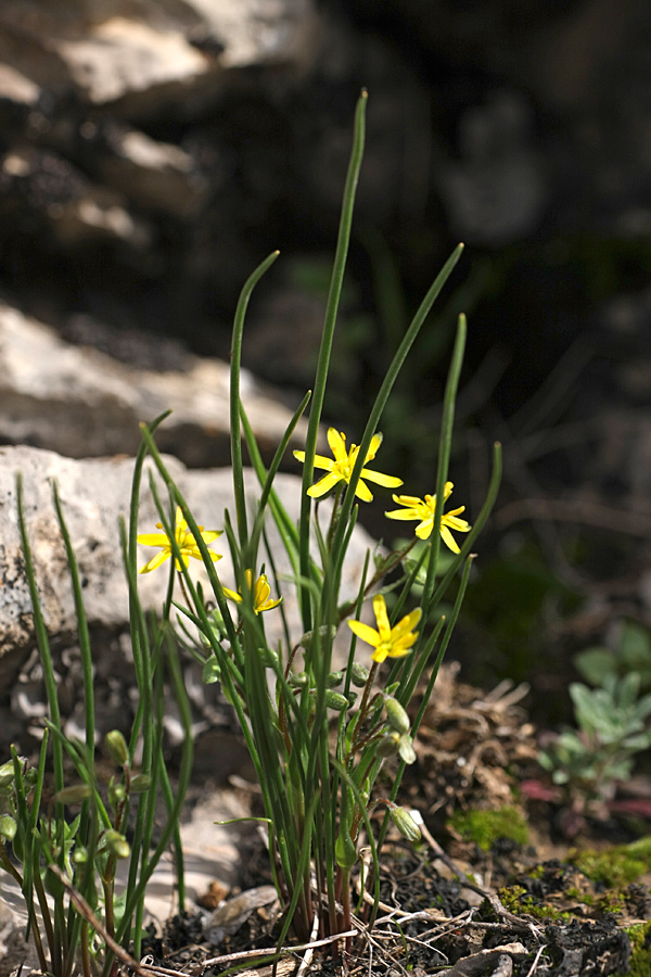 Image of genus Gagea specimen.