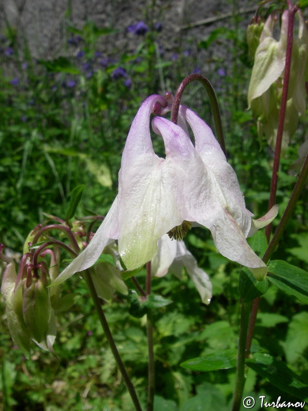 Изображение особи Aquilegia vulgaris.