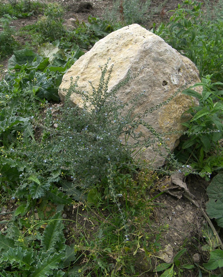 Image of Lappula squarrosa specimen.