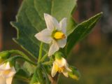 Solanum nigrum subspecies schultesii. Соцветие. Краснодарский край, окр. г. Крымск, опушка соснового леса на берегу р. Адагум. 15.08.2013.