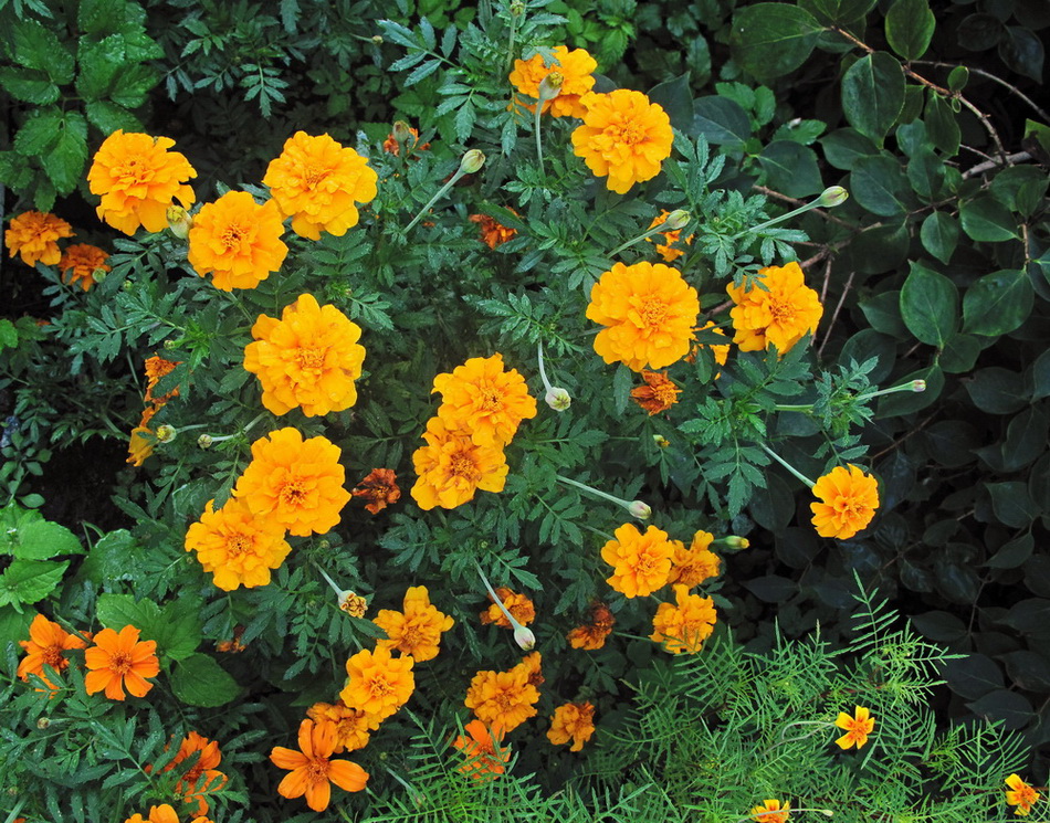 Изображение особи Tagetes patula.